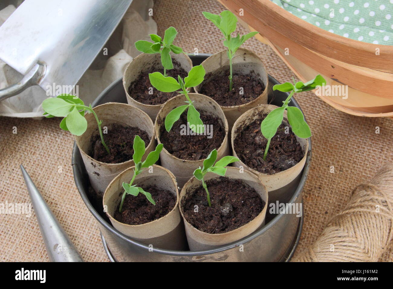 Young lathyrus 'Spencer' sweet peas sown in recycled toilet roll inners