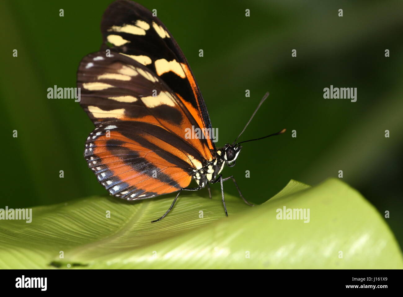 Isabella's (Tiger) Longwing butterfly or Isabella's Heliconian (Eueides isabella). Native from Mexico to the Amazon Stock Photo