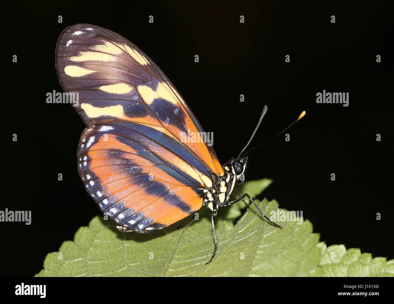 Isabella's (Tiger) Longwing butterfly or Isabella's Heliconian (Eueides isabella). Native from Mexico to the Amazon Stock Photo