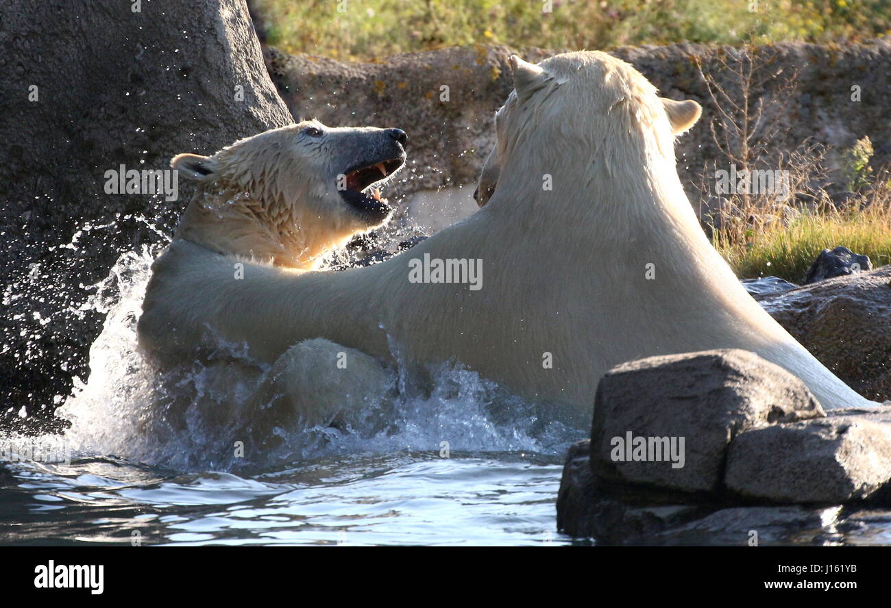Aggressive female Polar bears (Ursus maritimus) fighting in the water