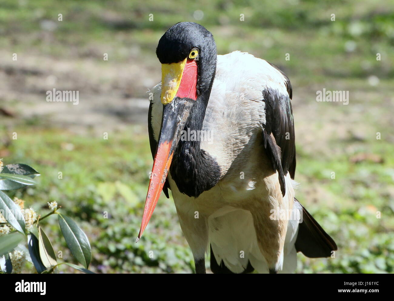 West African Saddle billed stork (Ephippiorhynchus senegalensis) Stock Photo