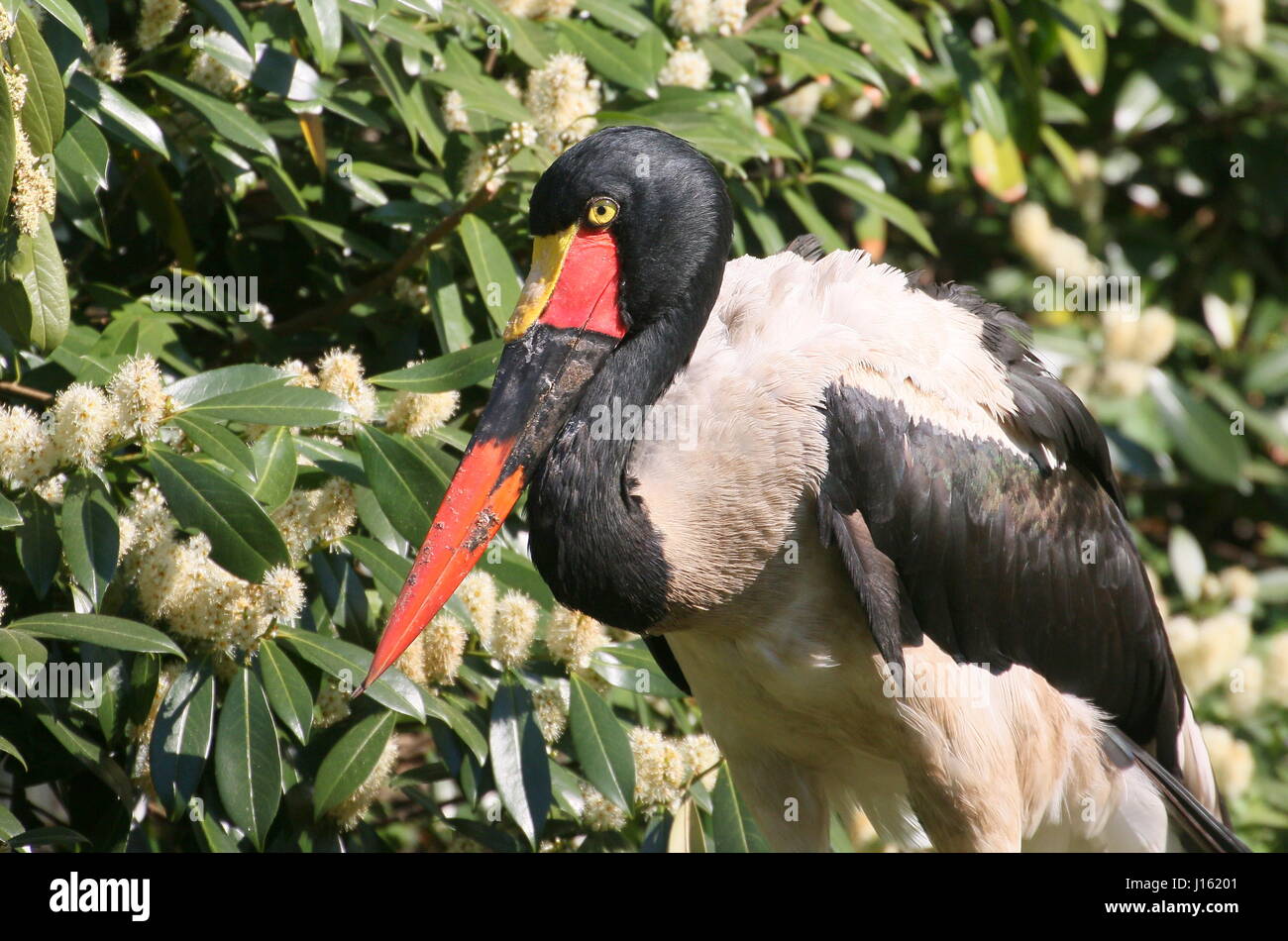 Female West African Saddle billed stork (Ephippiorhynchus senegalensis) seen in profile. Stock Photo