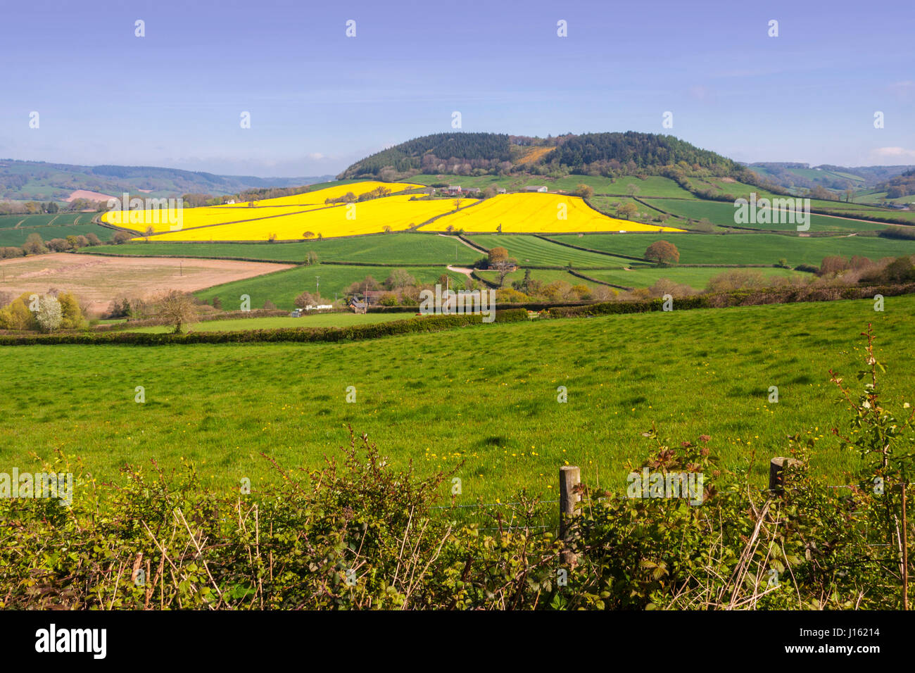 View of  rape fields in the Sid Valley, Devon, looking at Buckton Hill towards Sidbury from Trow Hill, on the outskirts of Sidmouth. Stock Photo