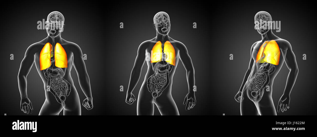 3d rendering illustration of lung Stock Photo
