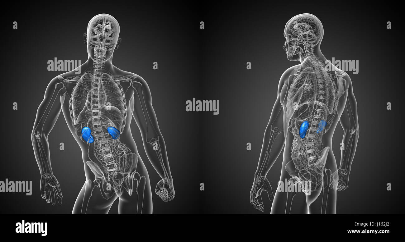 3d rendering medical illustration of the kidneys Stock Photo - Alamy