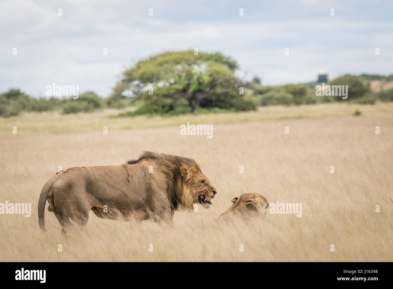 Mating couple of Lions in the high grass in the Central Khalahari ...