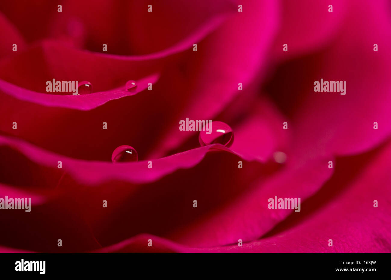 Macro of water droplets on pink rose petals Stock Photo - Alamy