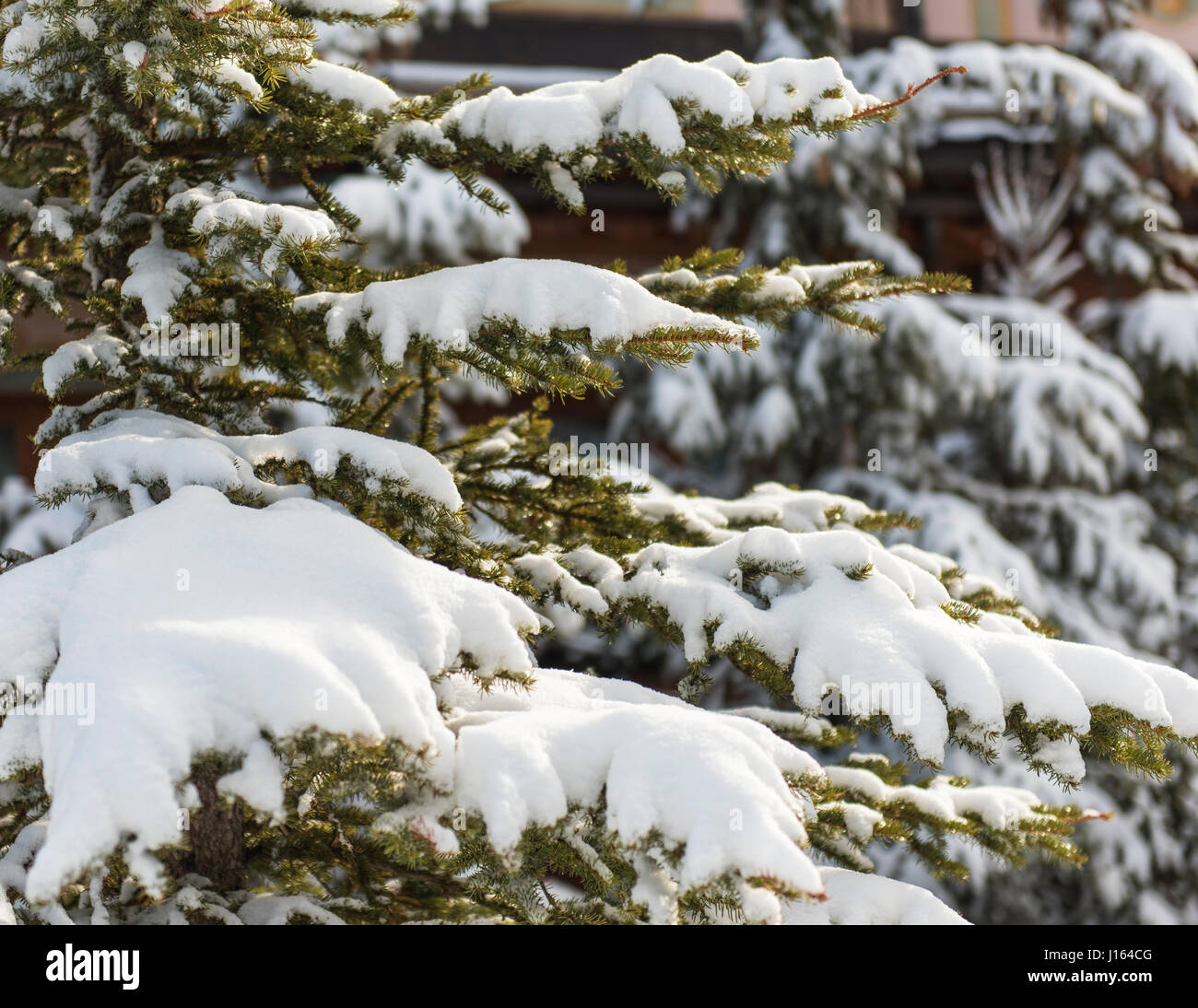 Branches of snow covered alpine coniferous pine tree close-up detail ...