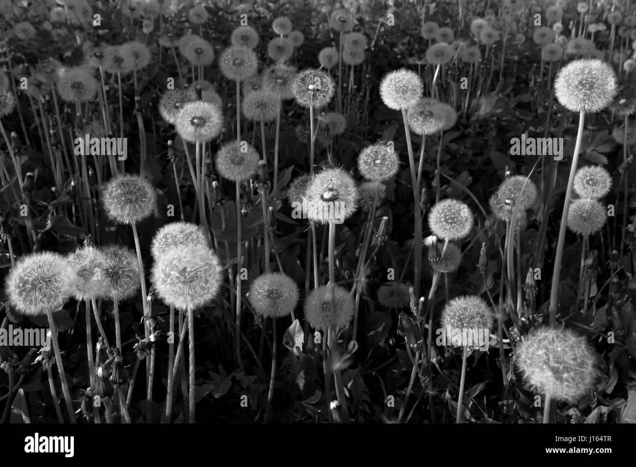Dandelions grass Black and White Stock Photos & Images - Alamy