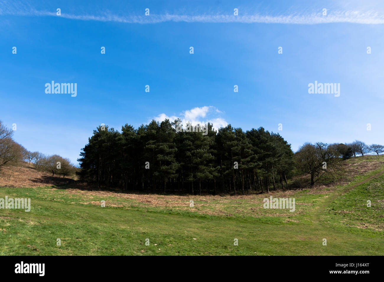 A group of trees against a blue sky Stock Photo - Alamy