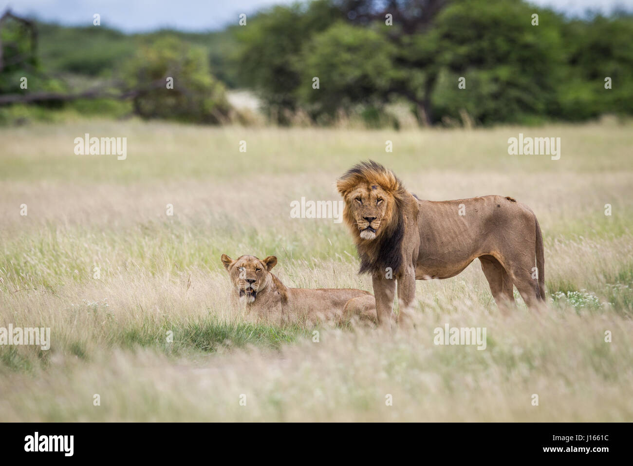 Mating couple of Lions in the high grass in the Central Khalahari ...