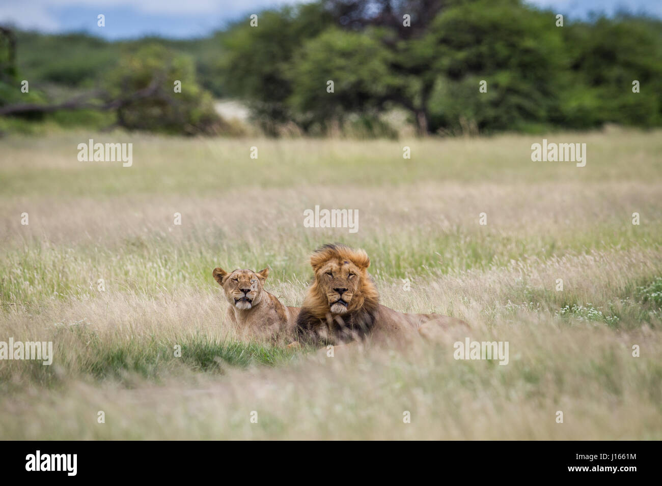 Mating couple of Lions in the high grass in the Central Khalahari ...