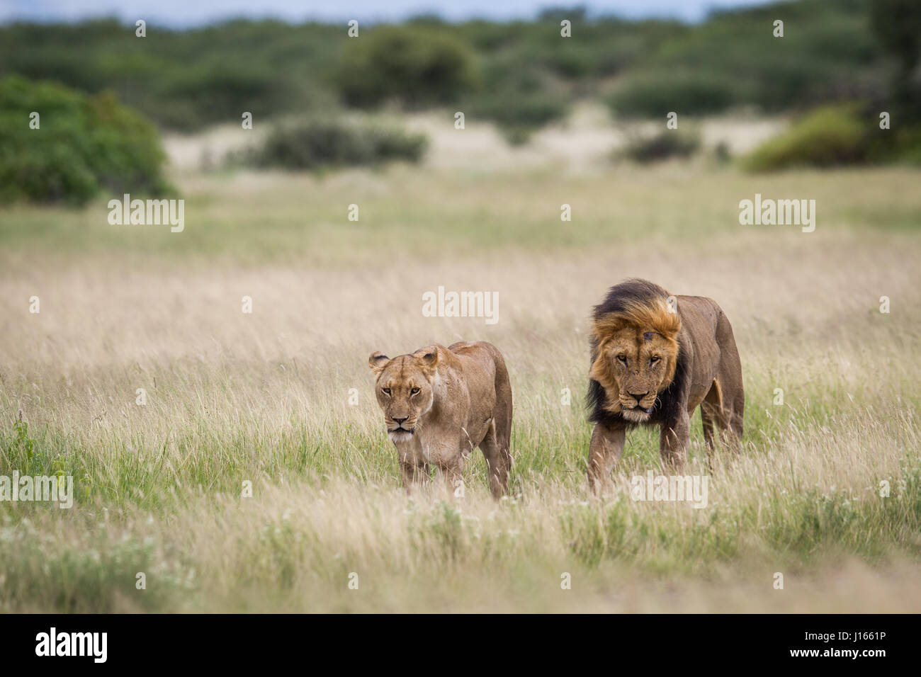 Mating couple of Lions in the high grass in the Central Khalahari ...