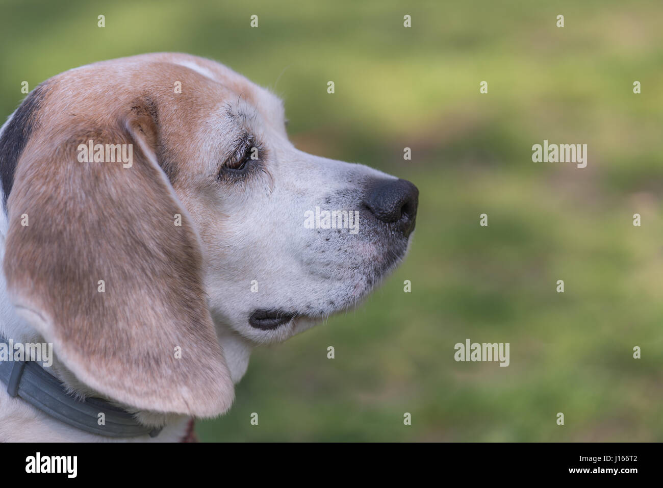 Dog Beagle Breed Standing On Green Grass Stock Photo - Alamy