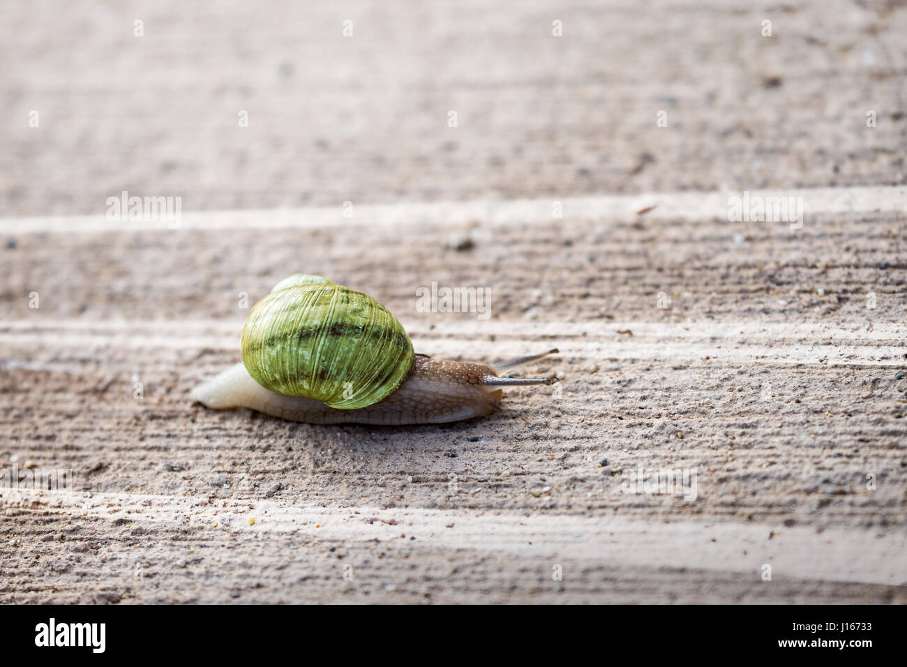 Snail slowly crawling along the road. Traffic Laws Stock Photo Alamy