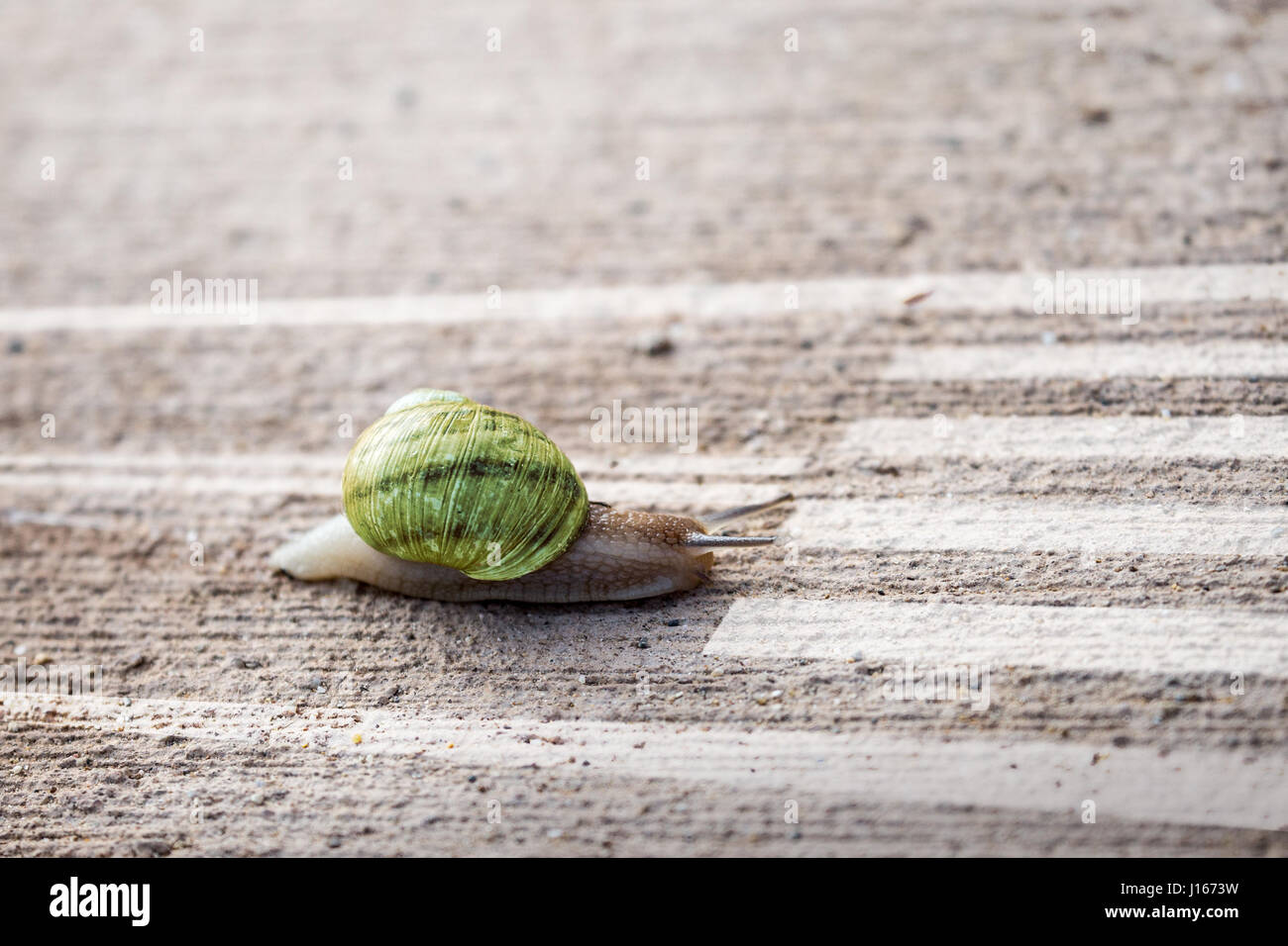 Snail slowly crawling along the road. Traffic Laws. Stock Photo
