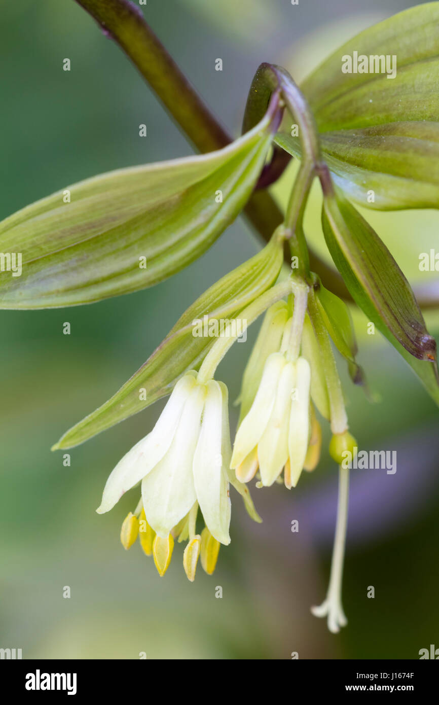 Spring produced, green tinged white flowers of the rhizomatous woodland perennial, Disporum bodinieri Stock Photo