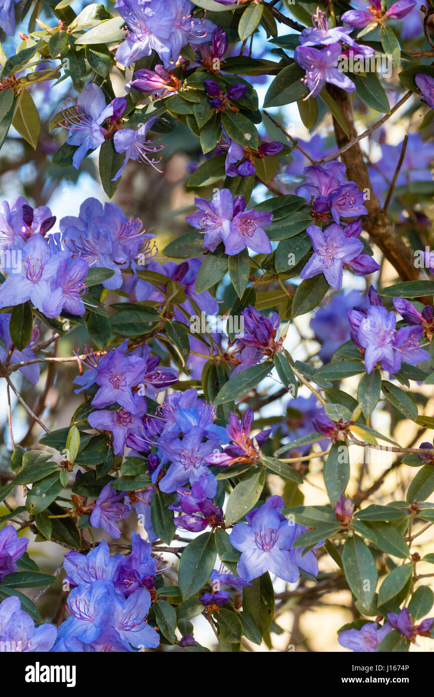 Violet blue flowers of the hardy evergreen shrub, Rhododendron augustinii 'Borde Hill' Stock Photo