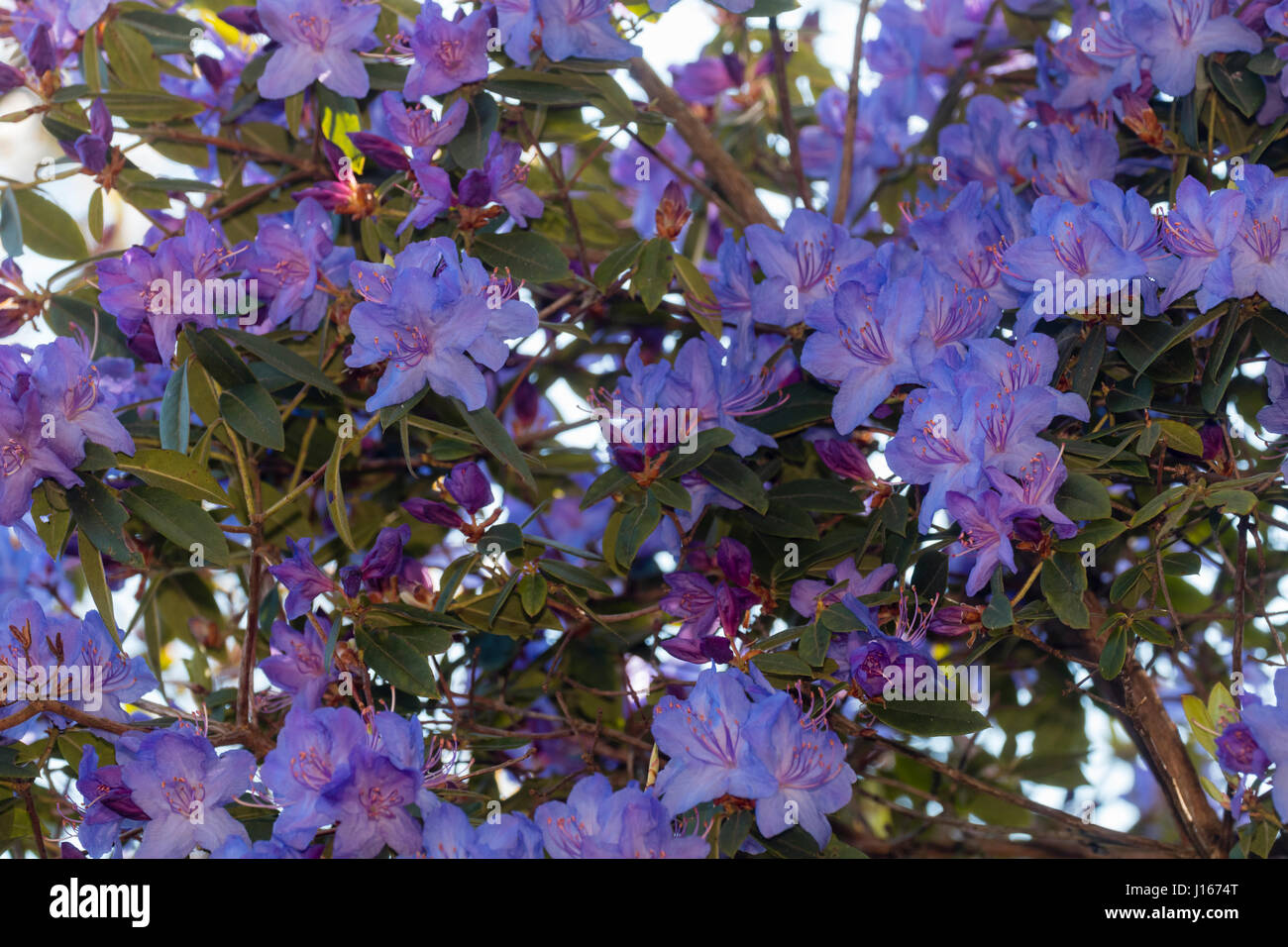 Violet blue flowers of the hardy evergreen shrub, Rhododendron augustinii 'Borde Hill' Stock Photo