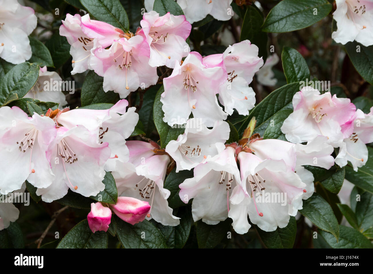 Pink And White Spring Flowers Of The Heavily Scented Evergreen Stock Photo Alamy