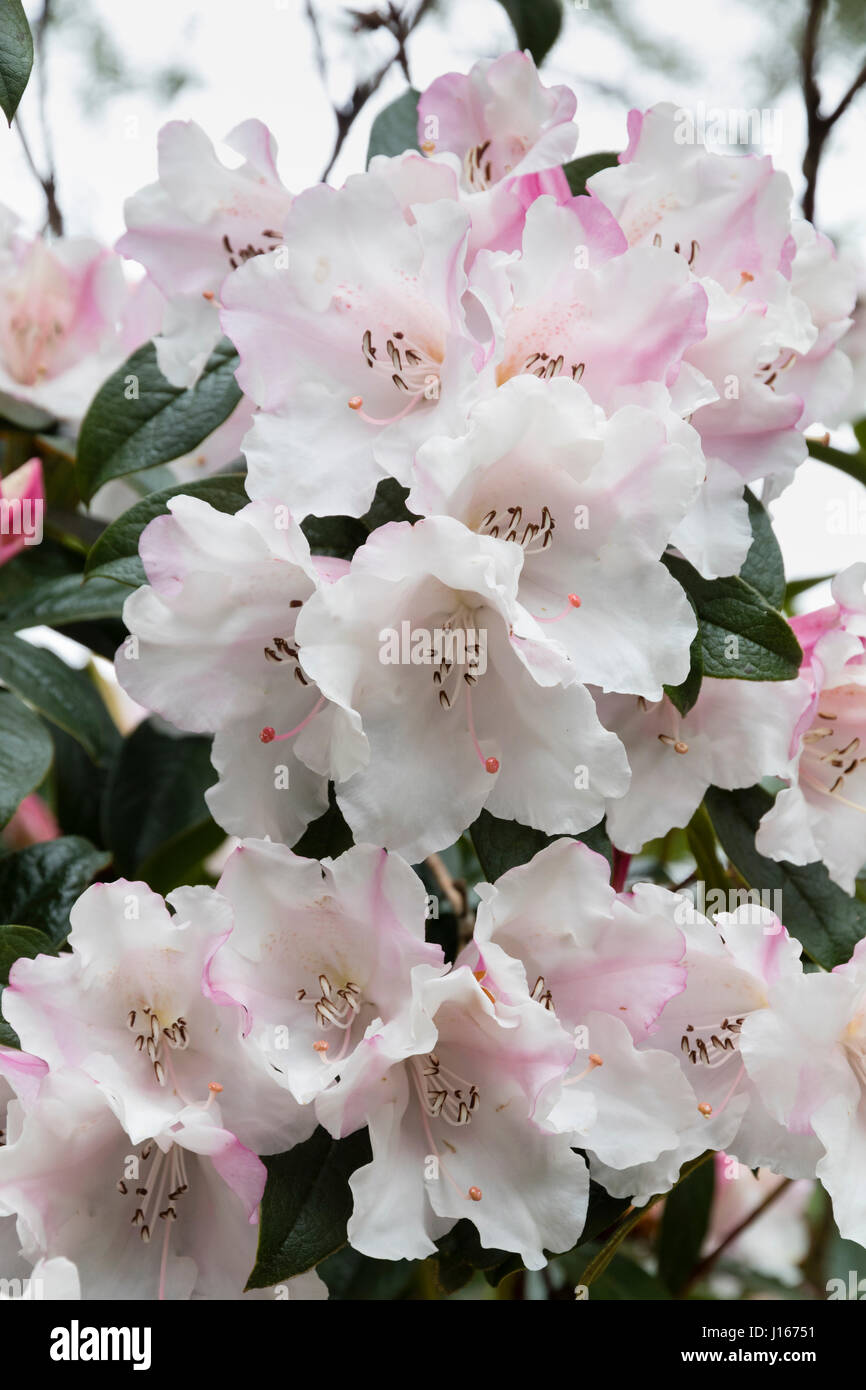 Pink and white spring flowers of the heavily scented evergreen, Rhododendron 'Fragrantissimum' (Rh. edgeworthii x Rh. formosum) Stock Photo
