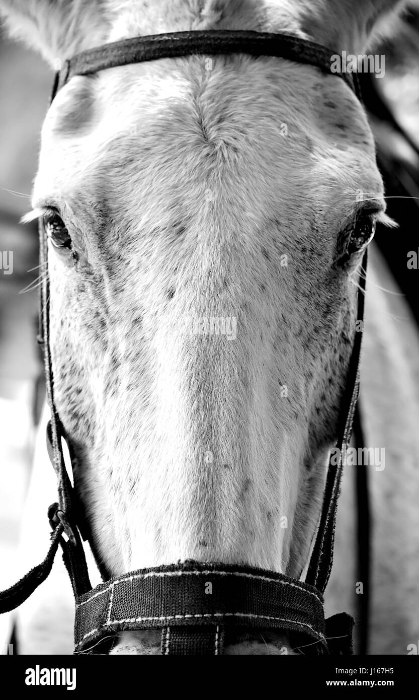 Horse face closeup in black and white Stock Photo