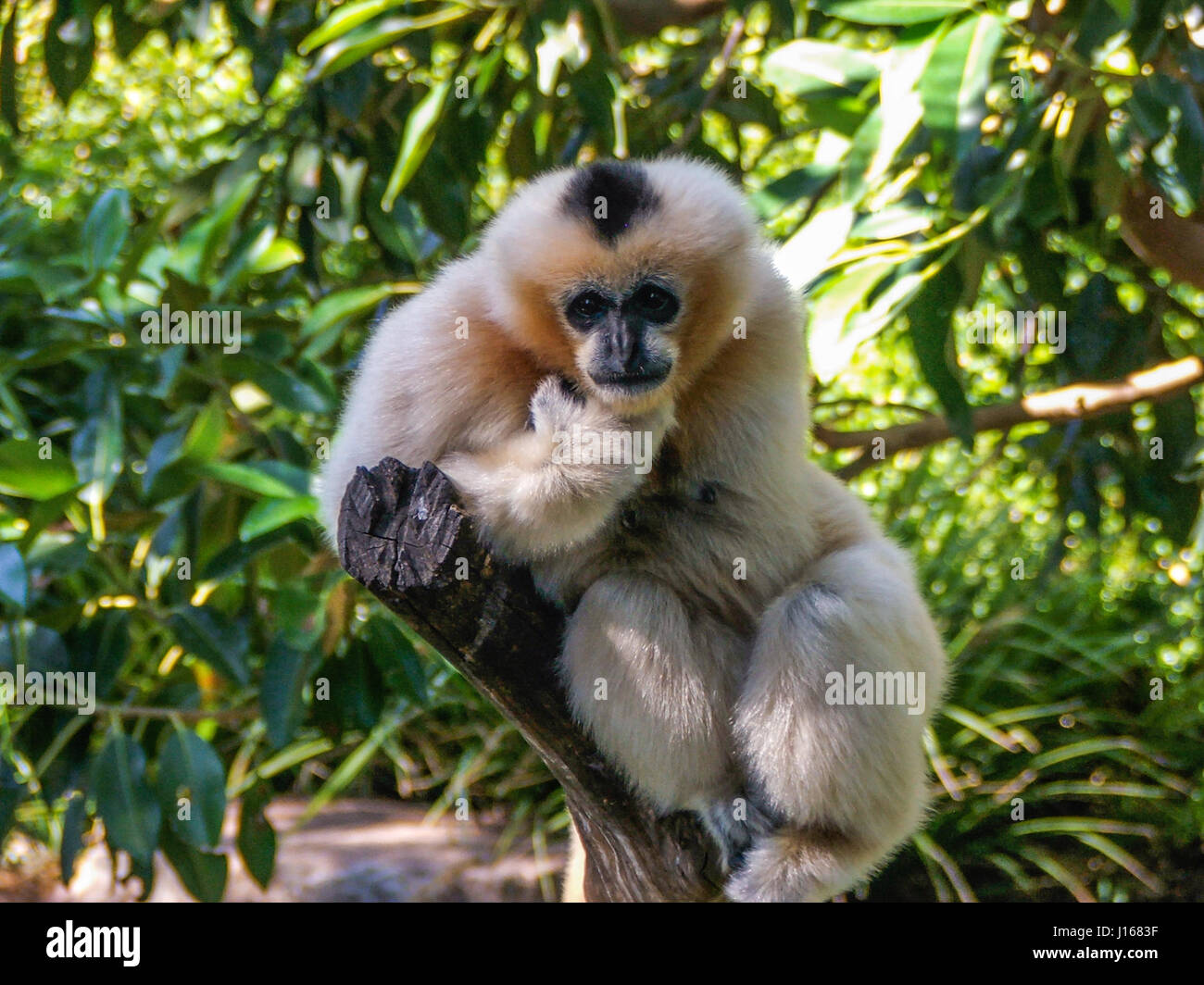 White Cheeked Gibbon are endangered in the wild so captive animals are critical for the survival of the species Stock Photo