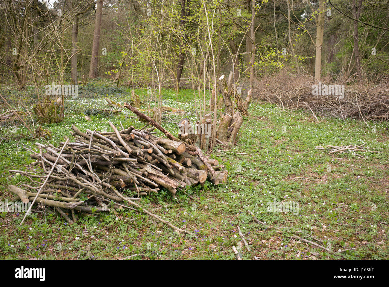 Coppiced hazel trees in an english woodland in spring. Oxfordshire, UK