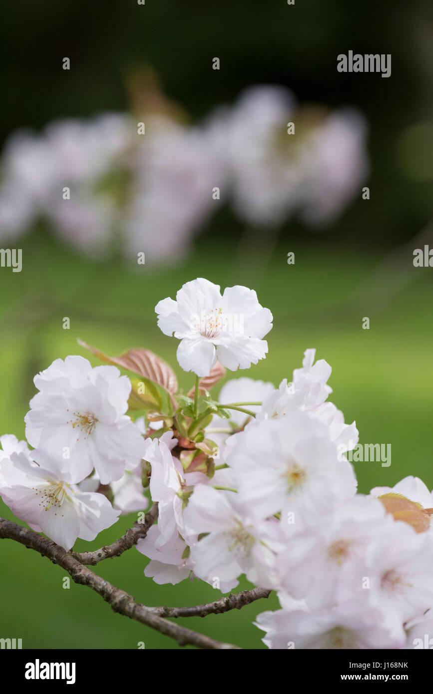 Japanese cherry blossom petals hires stock photography and images Alamy