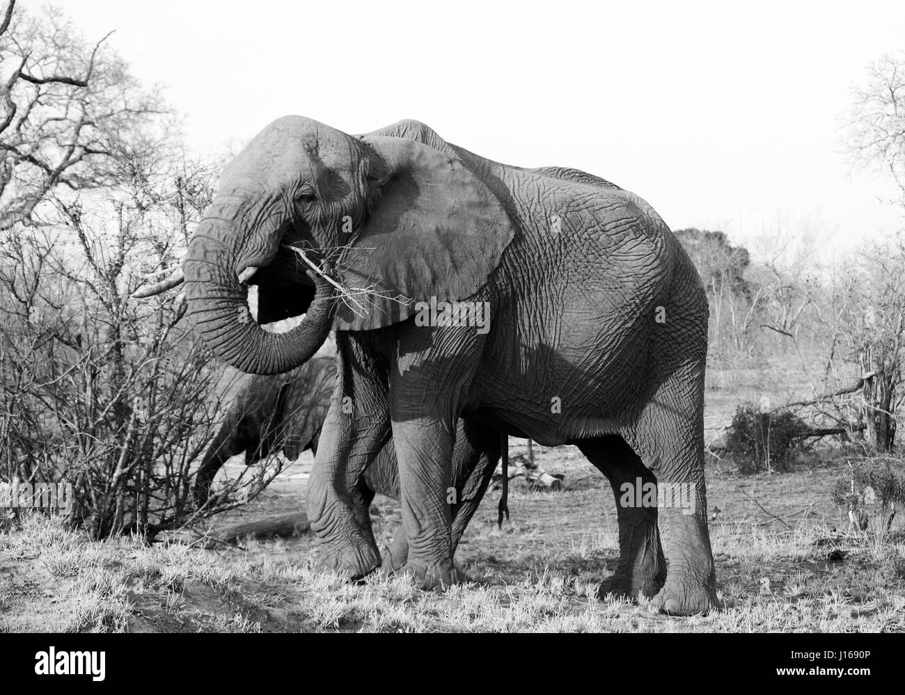Elephant eating from tree hires stock photography and images Alamy