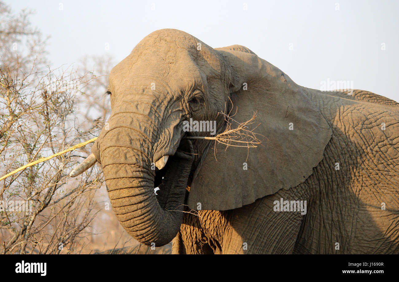 Elephant eating bark from tree Stock Photo Alamy