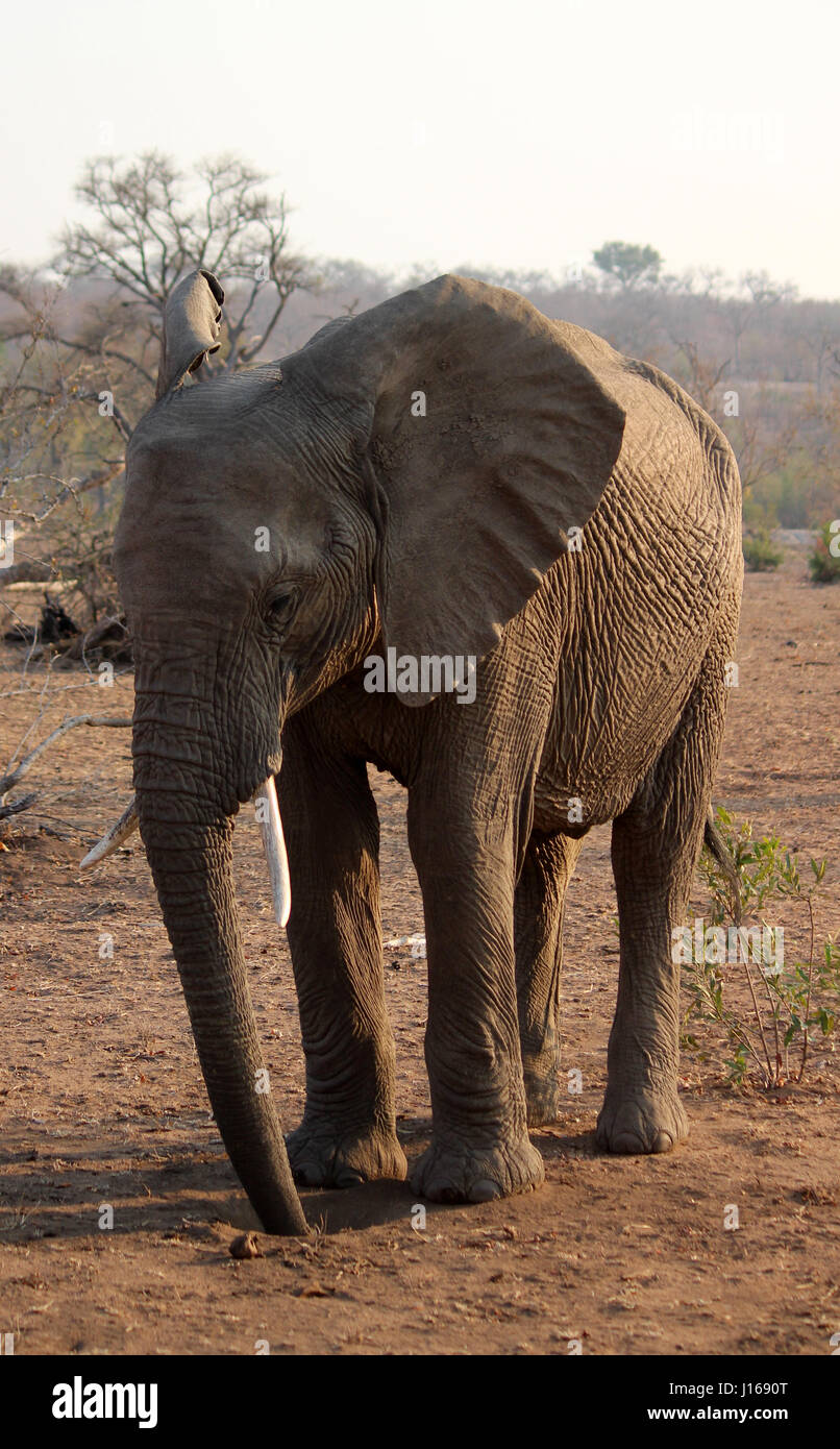 African elephant in its natural habitat Stock Photo Alamy