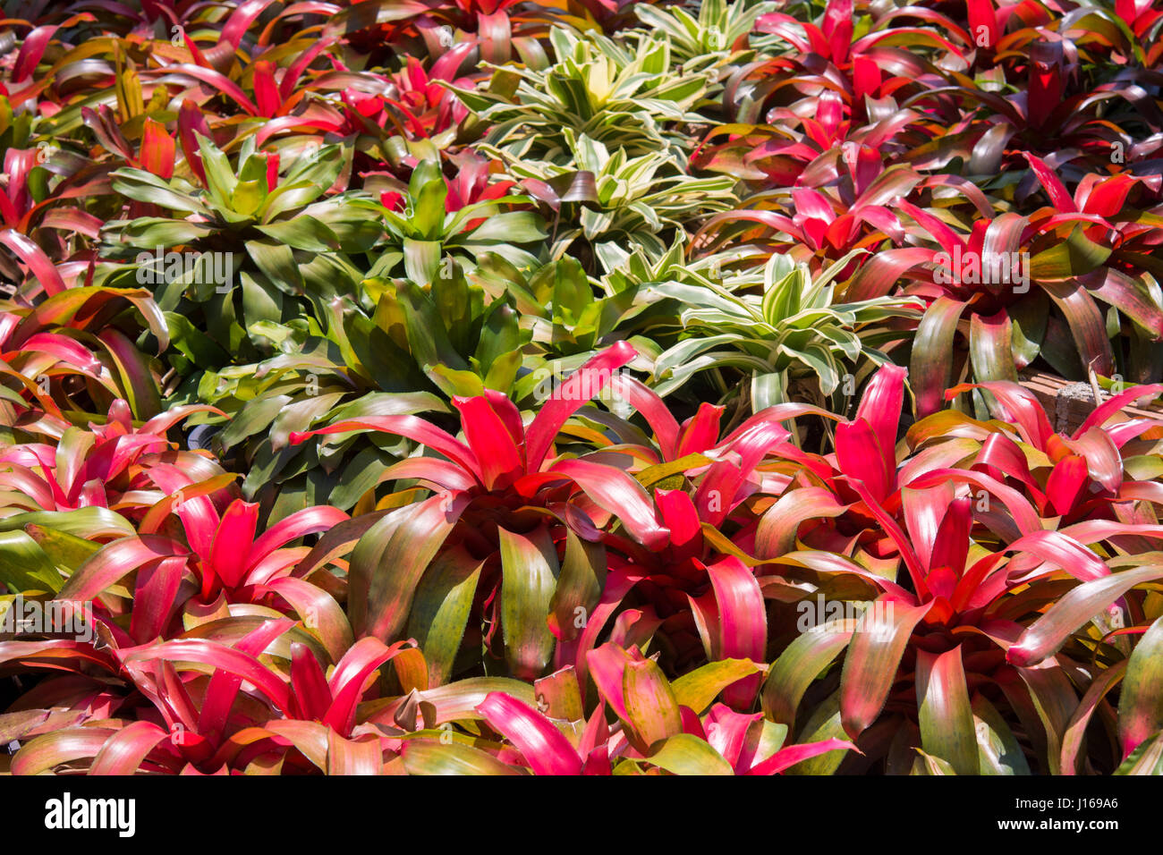 Beautiful bromeliad background - Colorful of bromeliad garden Stock Photo