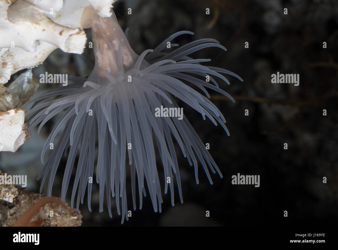 Protanthea-Anemone, Seeanemone, Seeanemonen, Protanthea simplex, Sealoch anemone, sea anemone, sea-anemone, sea anemones, Blumentier, Blumentiere, Ant Stock Photo