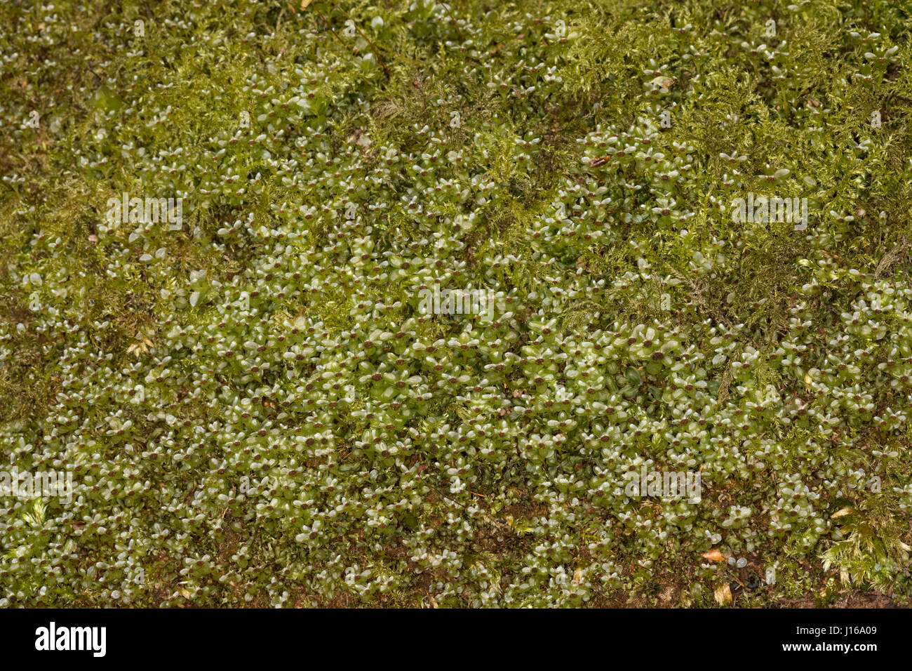 Punktiertes Wurzelsternmoos, Wurzel-Sternmoos, Rhizomnium punctatum,  Mnium punctatum, dotted thyme-moss, rhizomnium moss Stock Photo