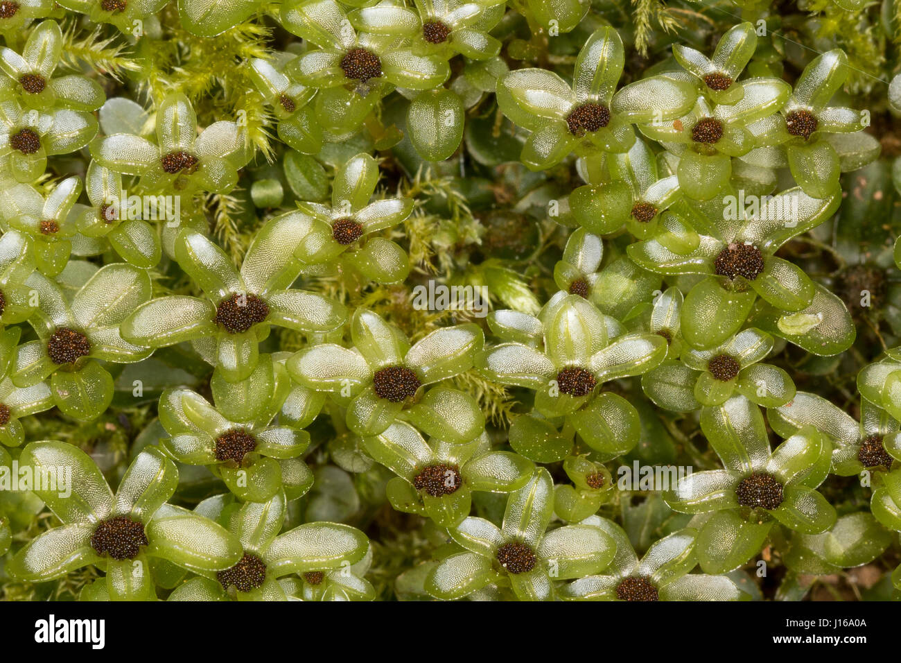 Punktiertes Wurzelsternmoos, Wurzel-Sternmoos, Rhizomnium punctatum,  Mnium punctatum, dotted thyme-moss, rhizomnium moss Stock Photo