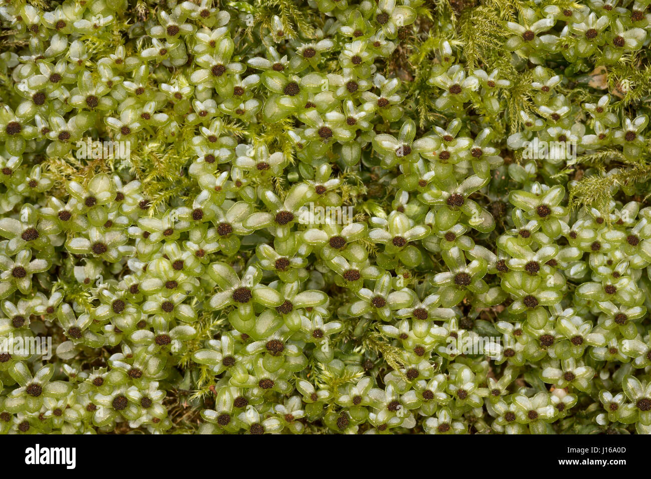 Punktiertes Wurzelsternmoos, WurzelSternmoos, Rhizomnium punctatum