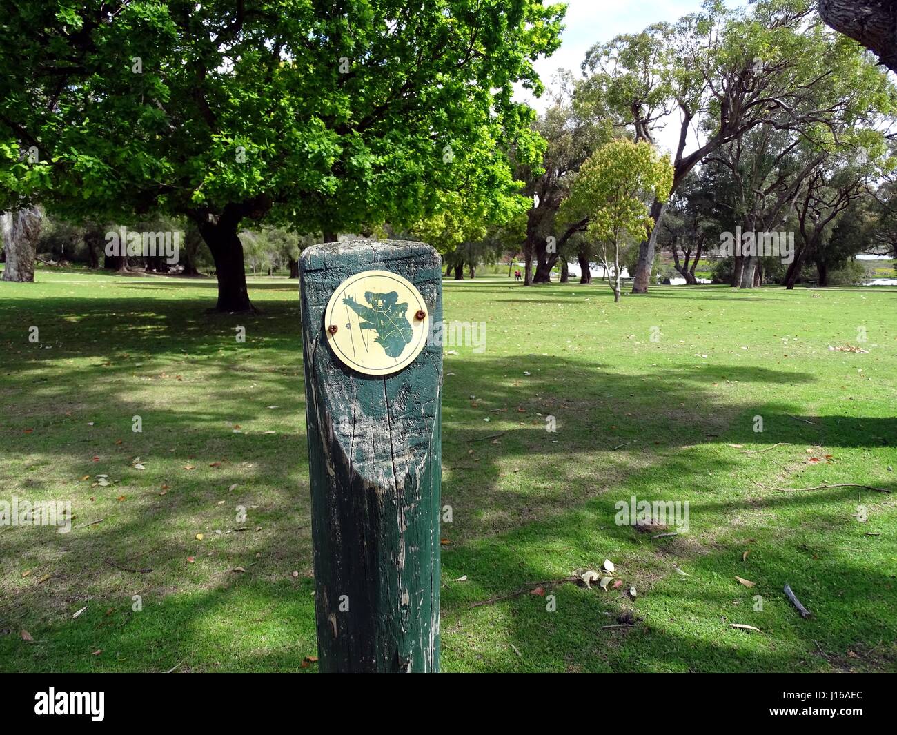 Koala habitat hi-res stock photography and images - Alamy