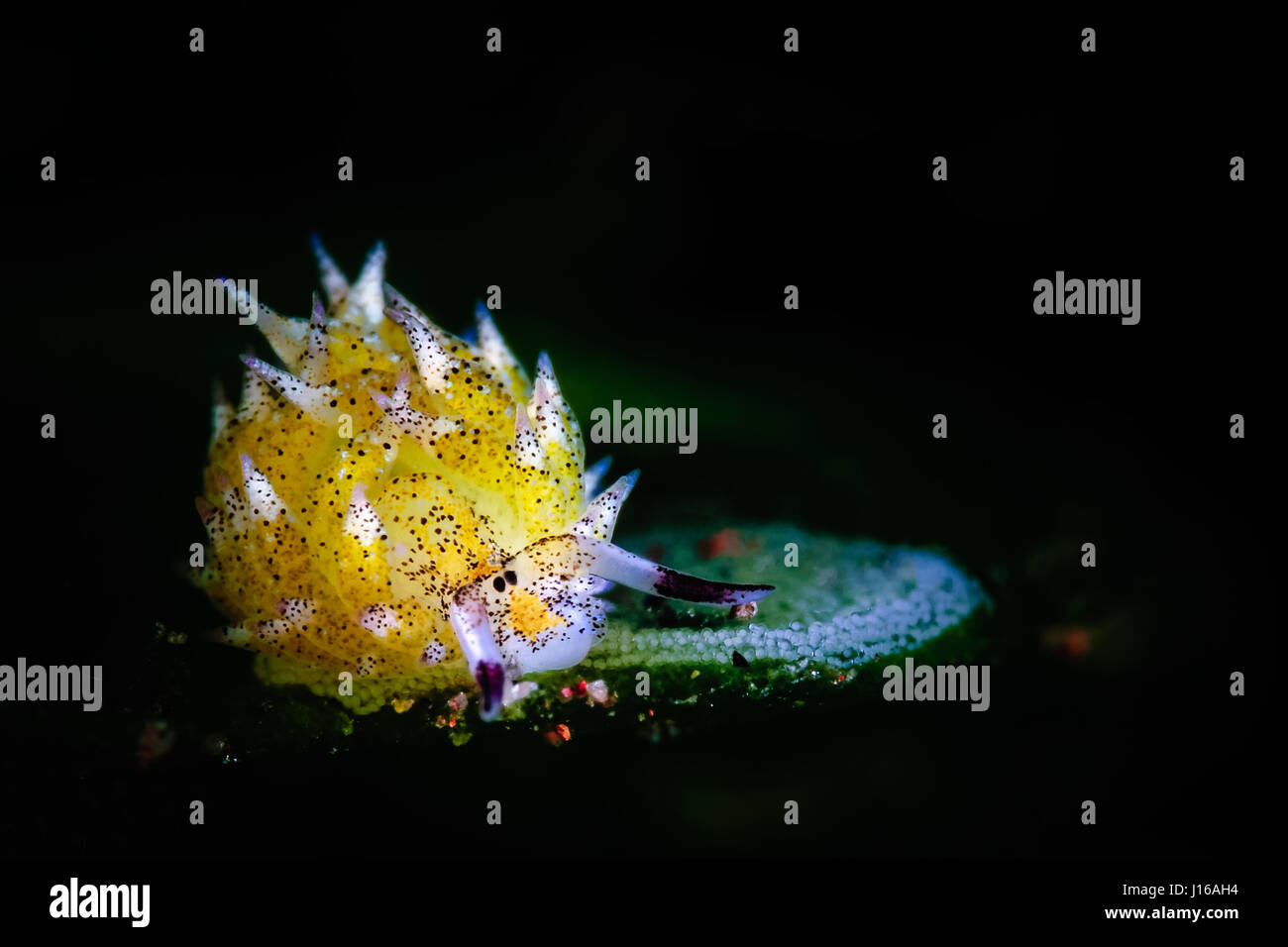 COULD this undersea critter who looks like a green sheep be the cutest mini-seabeast on the planet? Pictures by a bank clerk with a passion for scuba diving shows how this bright green sea slug even grazes on tiny sea plants commonly known as algae just like the sheep we are so familiar with loves to munch on grass. Called “Costasiella” by marine scientists this underwater creature is so cute because of the closeness of its black eyes, which is extraordinarily rare in the sea slug family. Lynn Wu from Taiwan took the heart-warming underwater photographs while diving off the coast of the tropic Stock Photo