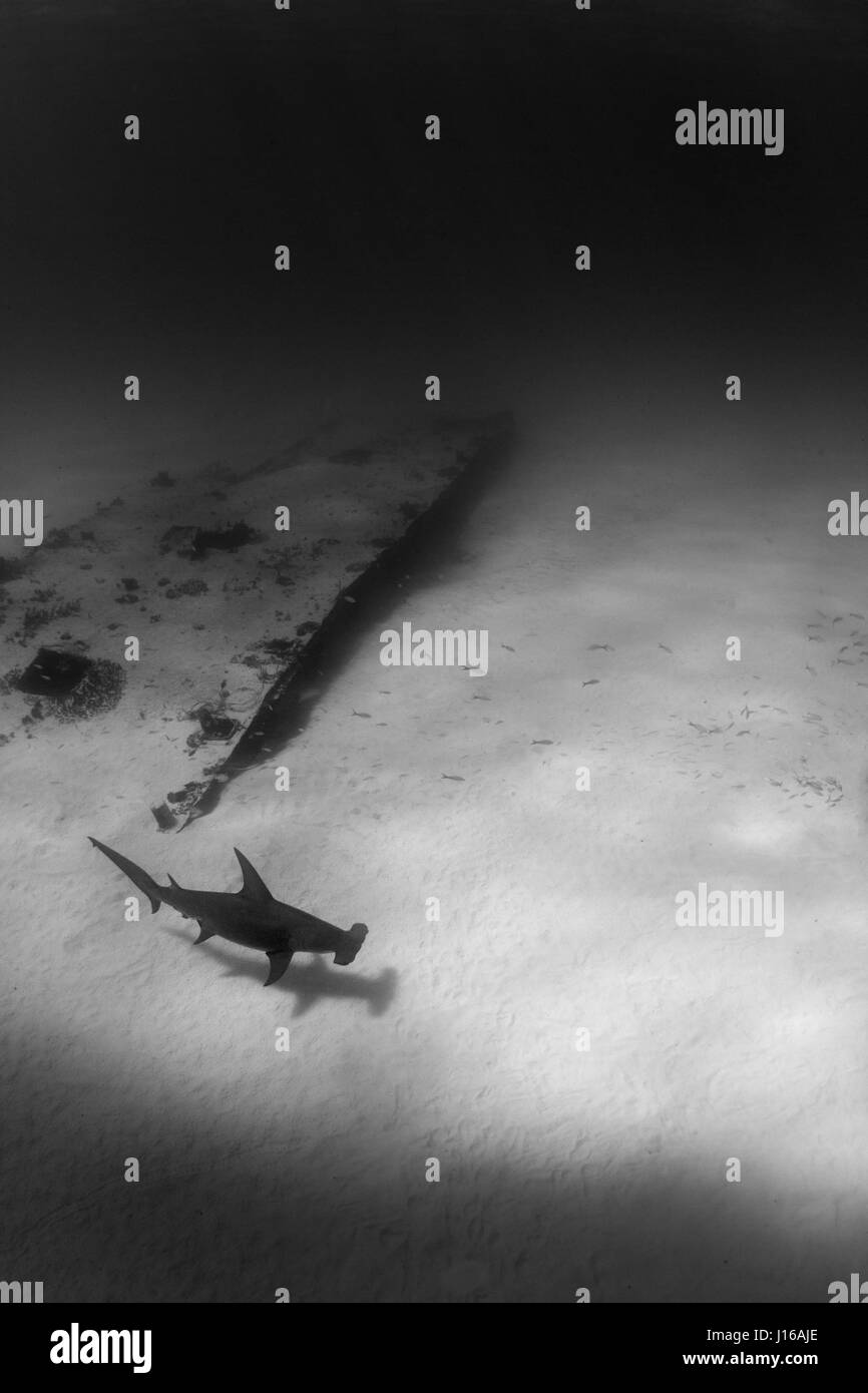 SOUTH FLORIDA, USA: RARE PICTURES have been captured of 600-pound hammerhead sharks being tagged and released by a dedicated team of seafaring boffins. Pictures show marine researchers from the University of Miami’s Shark Research Lab hooking the fearsome 20-foot long sea monster, subduing the beast stroking and holding, before hauling their living catch and tagging the Great Hammerhead and Scalloped Hammerhead sharks. The nine-strong team of scientists and students was tasked with studying the effects of shark catch and release fishing on these magnificent sea creatures. Wildlife fine art pho Stock Photo