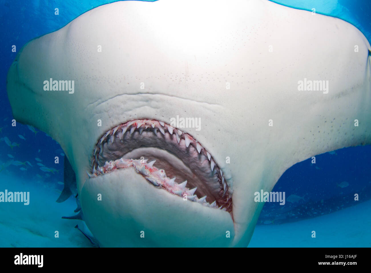 SOUTH FLORIDA, USA: RARE PICTURES have been captured of 600-pound hammerhead sharks being tagged and released by a dedicated team of seafaring boffins. Pictures show marine researchers from the University of Miami’s Shark Research Lab hooking the fearsome 20-foot long sea monster, subduing the beast stroking and holding, before hauling their living catch and tagging the Great Hammerhead and Scalloped Hammerhead sharks. The nine-strong team of scientists and students was tasked with studying the effects of shark catch and release fishing on these magnificent sea creatures. Wildlife fine art pho Stock Photo