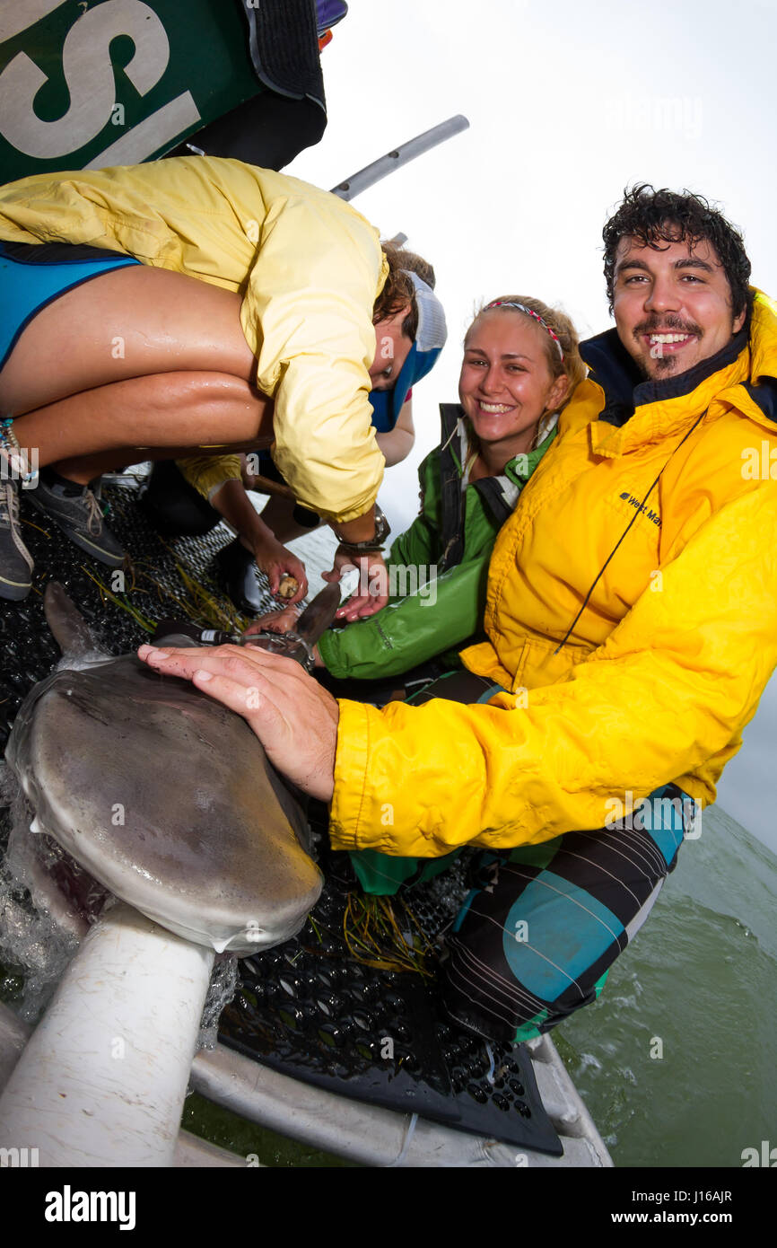 SOUTH FLORIDA, USA: Dr. Austin Gallagher securing a juvenile tiger shark while his teammate temporarily affix a satellite tracking tag to its dorsal fin. RARE PICTURES have been captured of 600-pound hammerhead sharks being tagged and released by a dedicated team of seafaring boffins. Pictures show marine researchers from the University of Miami’s Shark Research Lab hooking the fearsome 20-foot long sea monster, subduing the beast stroking and holding, before hauling their living catch and tagging the Great Hammerhead and Scalloped Hammerhead sharks. The nine-strong team of scientists and stud Stock Photo
