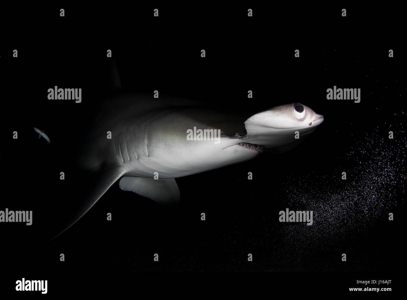 SOUTH FLORIDA, USA: RARE PICTURES have been captured of 600-pound hammerhead sharks being tagged and released by a dedicated team of seafaring boffins. Pictures show marine researchers from the University of Miami’s Shark Research Lab hooking the fearsome 20-foot long sea monster, subduing the beast stroking and holding, before hauling their living catch and tagging the Great Hammerhead and Scalloped Hammerhead sharks. The nine-strong team of scientists and students was tasked with studying the effects of shark catch and release fishing on these magnificent sea creatures. Wildlife fine art pho Stock Photo