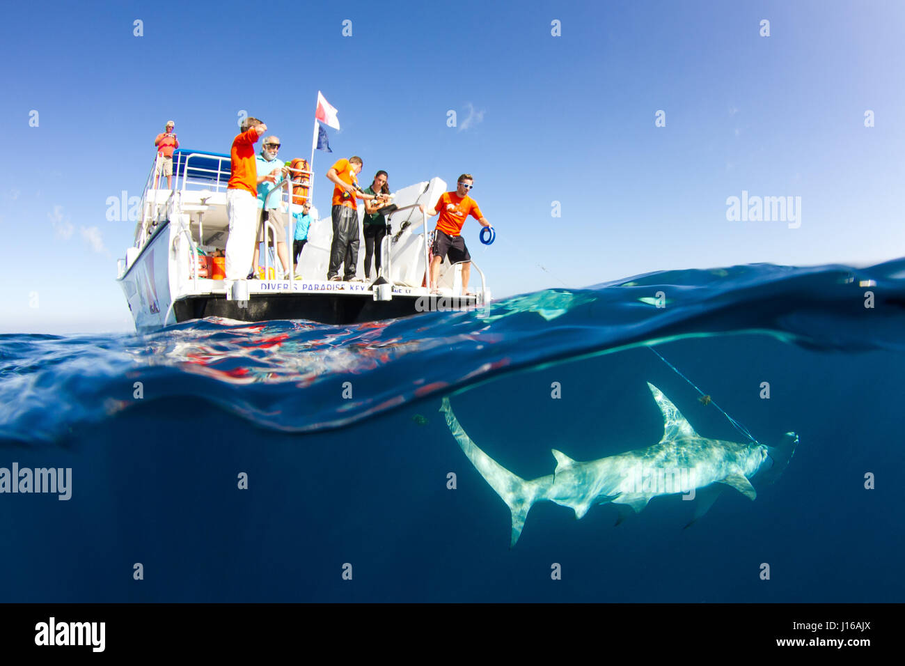 SOUTH FLORIDA, USA: RARE PICTURES have been captured of 600-pound hammerhead sharks being tagged and released by a dedicated team of seafaring boffins. Pictures show marine researchers from the University of Miami’s Shark Research Lab hooking the fearsome 20-foot long sea monster, subduing the beast stroking and holding, before hauling their living catch and tagging the Great Hammerhead and Scalloped Hammerhead sharks. The nine-strong team of scientists and students was tasked with studying the effects of shark catch and release fishing on these magnificent sea creatures. Wildlife fine art pho Stock Photo