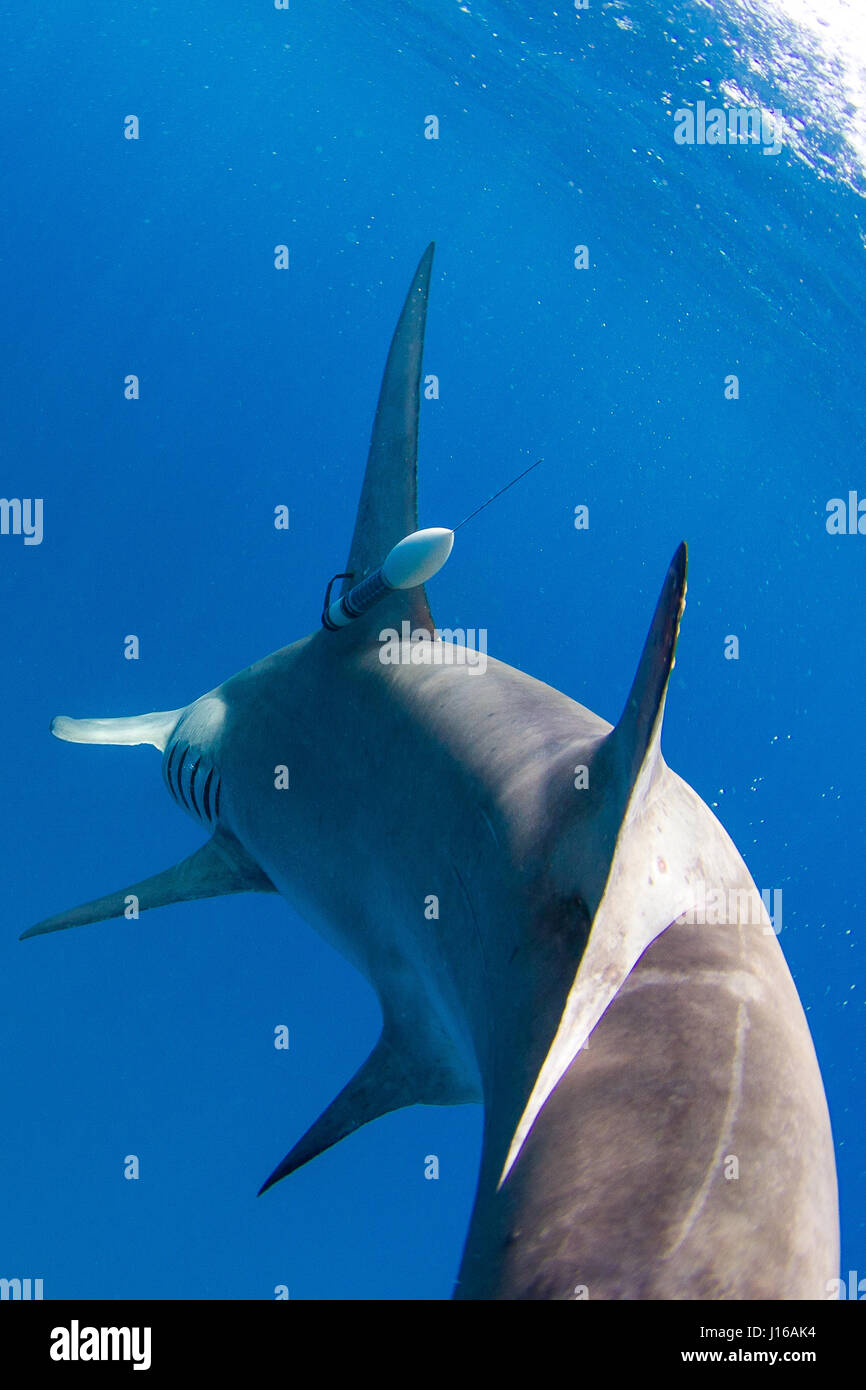 SOUTH FLORIDA, USA: Great hammerhead swimming away with custom design