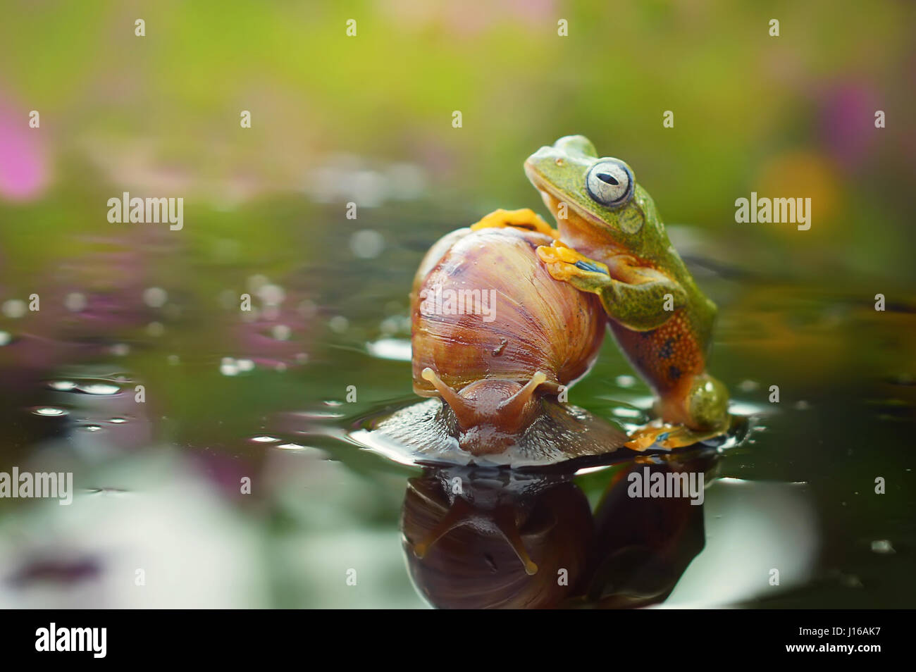 WATCH the incredible moment a frog hitches on what could be the slowest ride ever. This laughing frog must be one of the most cheeky ever after jumping on the shell of a hapless snail so he can take it for a “spin”. Indonesian government officer Harfian Herdi (27) from Sambas in West Kalimantan took the extraordinary pictures from a small garden near his home. “The snails did not react, he continued to move casually as if nothing had happened,” said Harfian. “People are always amazed and excited to see moments such as this.” Stock Photo