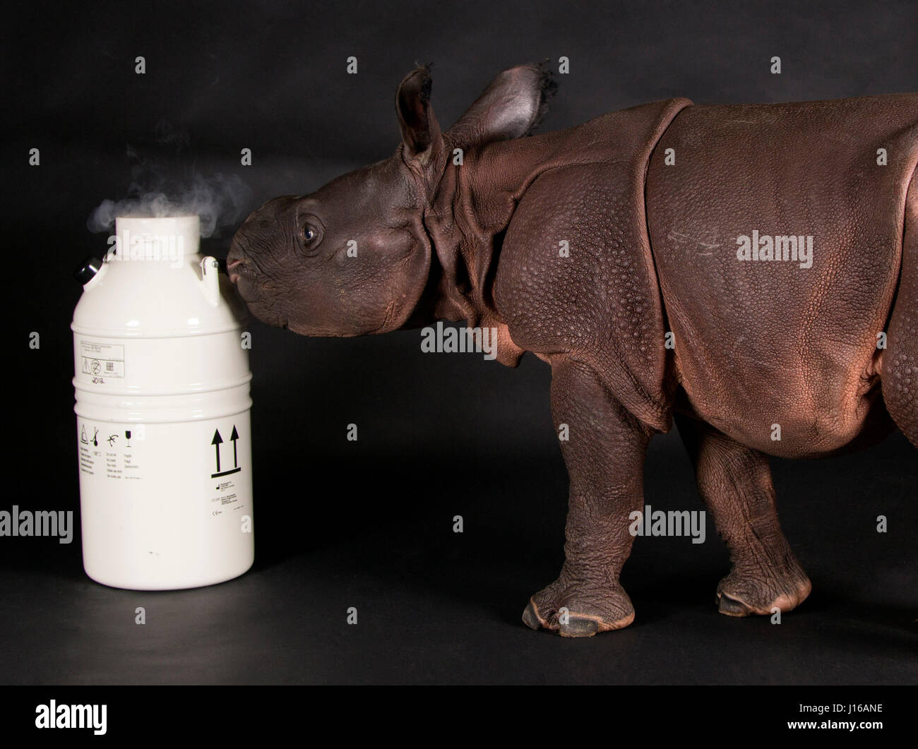 BUFFALO, USA: World's first test tube rhino Monica sniffs an artificial insemination unit. THE WORLD’S FIRST test-tube rhino whose father died a DECADE ago is a real cutie. This two-week old female Indian rhino calf’s father “Jimmy” died in 2004 and baby rhino Monica was only born thanks to the sperm being frozen and used to impregnate her mother. Staff at Buffalo Zoo in the US managed to use artificial insemination techniques to bring one more of this rare species into the world. Only 2,500 Indian rhinos remain alive in the wild. Mother Tashi (17) was pregnant for 16-months before she gave bi Stock Photo