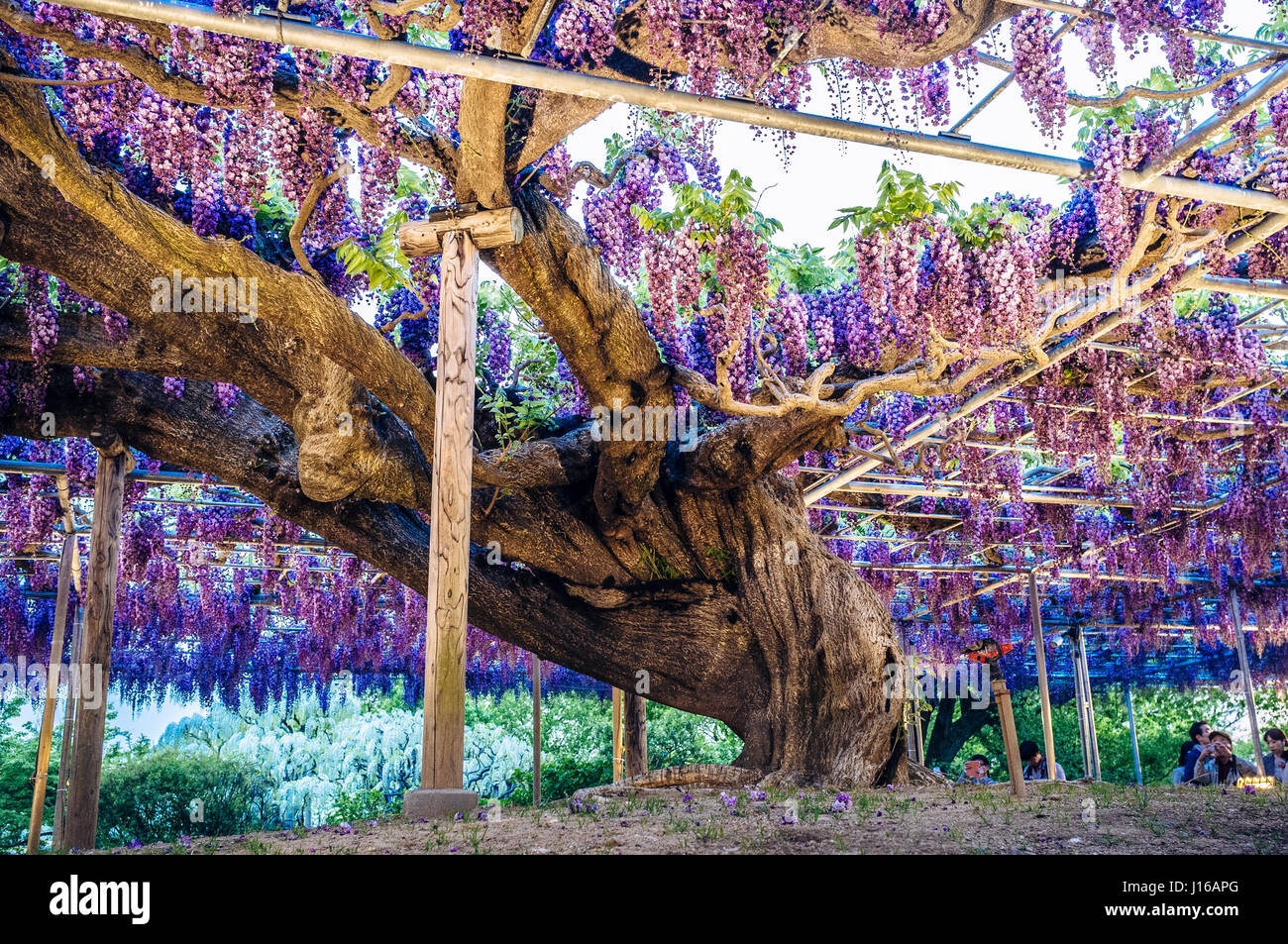LIKE A REAL version of the Tree of Life from the Avatar film this 144-year  old wisteria in full bloom is a sight to behold. Hanging 15-feet from the  ground and covering