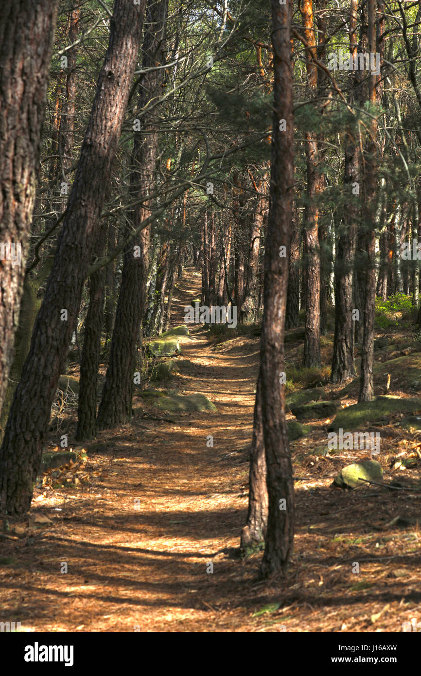 Wanderweg im Pfälzer Wald Stock Photo - Alamy