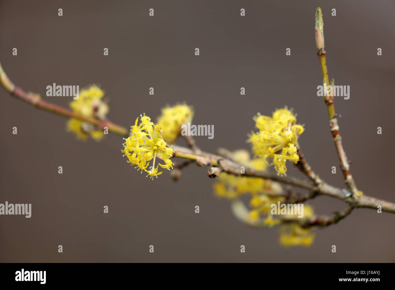 Cornus Mas Kornelkirsche Stock Photo